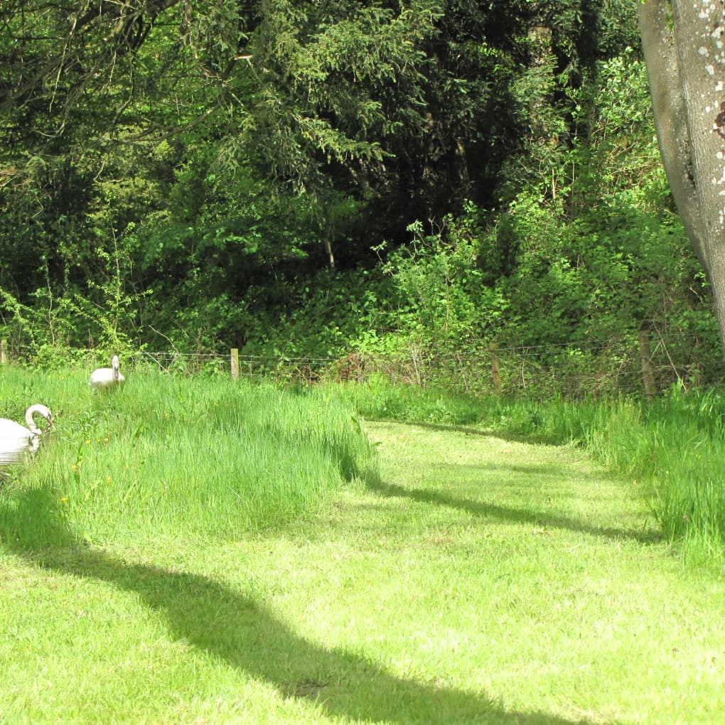 Woodland walk around the lake.