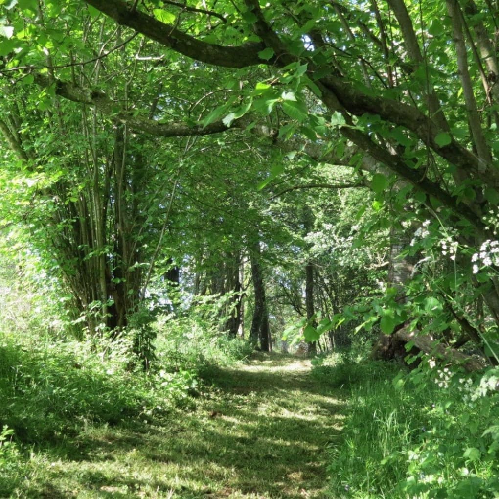 Woodland walkway around Eathelin